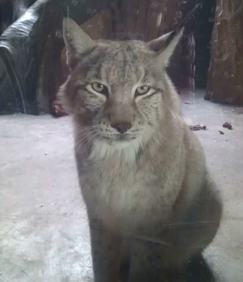 猞猁.jpg