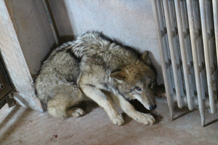 動物過冬3.JPG